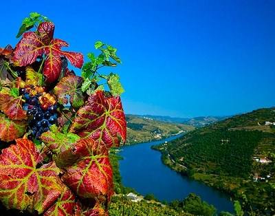 Douro: região chega a acordo e define benefício para 2015