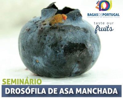 Drosófila da Asa Manchada em debate
