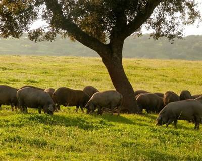 É preciso adaptar a agricultura às alterações climáticas, alerta FAO