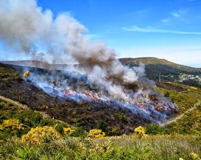 «É preciso mudar a paisagem da floresta em Portugal», diz especialista