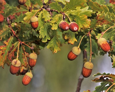 É produtor de bolota? O projeto OakFood ajuda-o a valorizar esta matéria-prima