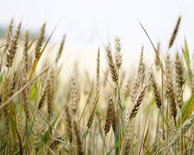 EDIA lança debate sobre independência energética na agricultura