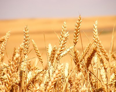 Elvas debate estratégia nacional para a promoção da produção de Cereais