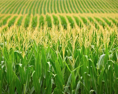 "Em defesa da proteção integrada": FATA realiza apelo à Ministra da Agricultura