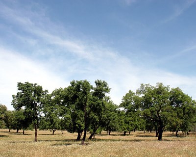 Em maio há formação em Sanidade no Montado