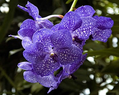 Em março há Exposição Internacional de Orquídeas no Porto