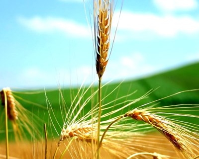 Em meio século Portugal reduziu produção cereais e Espanha triplicou