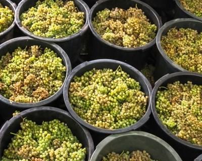 Em Melgaço vai debater-se o Alvarinho