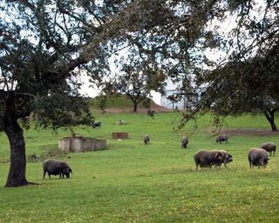 Em Portel há um espaço onde se valoriza a bolota e o montado