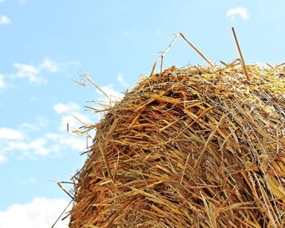 Emprego na agricultura em Portugal pesa o dobro da média da UE