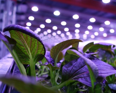 Empresa de Coimbra cria sistema fechado e automático de cultivo de plantas