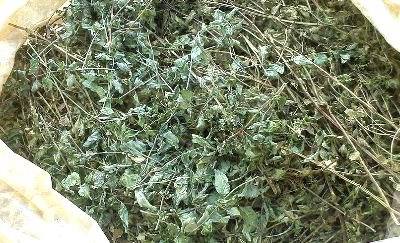 Empresários portugueses desenvolvem solução para desidratar hortofrutícolas