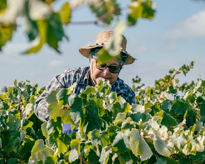 Enoturismo: cinco programas de vindimas na região dos Vinhos do Tejo