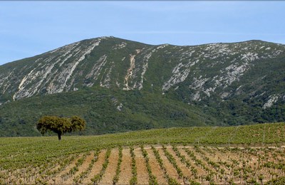 Enoturismo em destaque na região de Lisboa