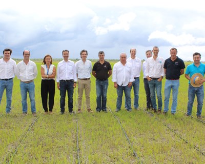 Ensaio de rega gota-a-gota na cultura do arroz revela poupança de 50% de água um mês após a sementeira