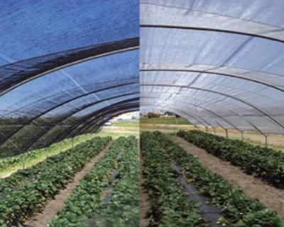 Ensombramento Agrícola: Proteção Anti-Escaldão em Amoras e Framboesas