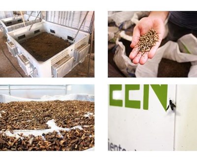 ENTOGREEN: insetos podem fechar o ciclo do desperdício alimentar