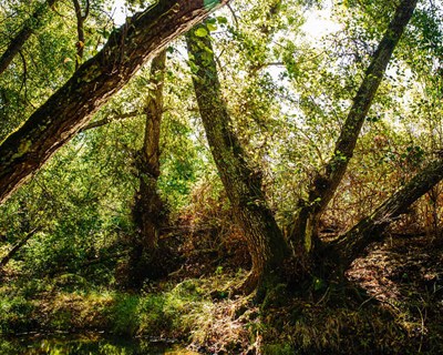 ESAC acolhe seminário subordinado ao tema “A floresta e as micorrizas”