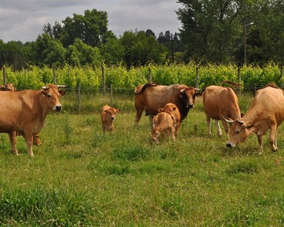 ESAC oferece novas Licenciaturas em Agronomia e Zootecnia