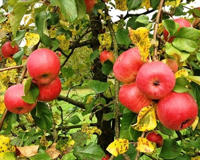 ESAC participa em projeto para o desenvolvimento da agricultura biológica na Ilha da Madeira