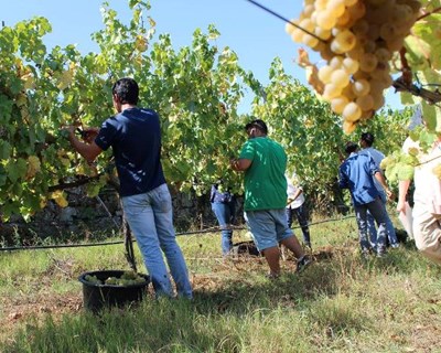 Escola Agrária de Viana do Castelo promove vindimas junto da comunidade escolar