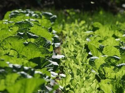 Espanha é o Estado-membro com maior número de OP’s de frutas e hortícolas