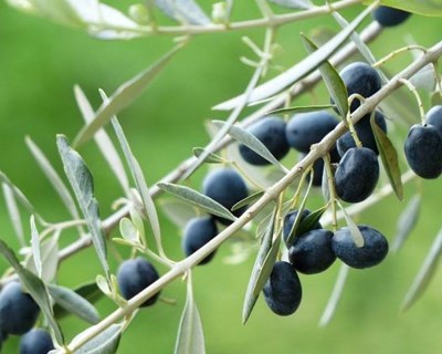 Espanha regista primeiro caso de xylella fastidiosa
