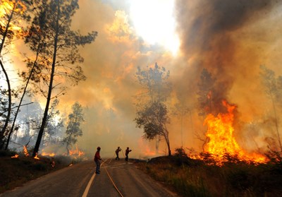 Especialistas alertam para falta de investimento na floresta