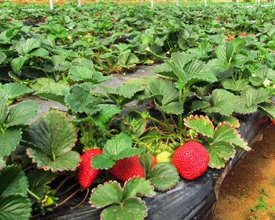 Estabelecidas normas gerais do Plano Estratégico da Política Agrícola Comum