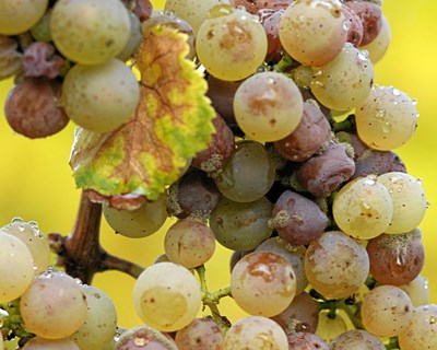 Estação de Entre Minho e Douro emite avisos agrícolas
