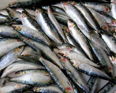 Estará a sardinha em recuperação?