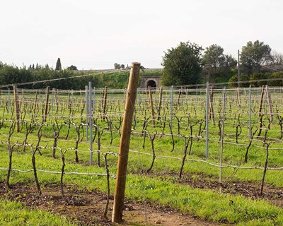 Estrada vai cortar terreno do Centro de Experimentação Agrária de Tavira