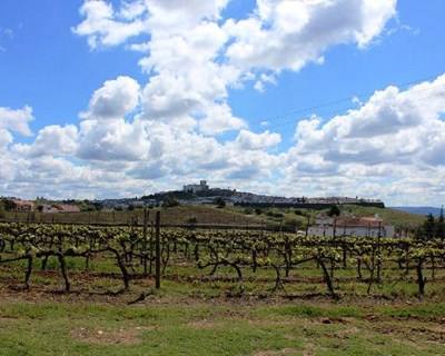 Estremoz: FIAPE 2015 com aumento de participantes no setor agrícola