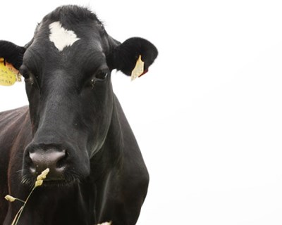 Estudo confirma que parasitas resistentes a anti-helmínticos custam milhões à produção animal europeia todos os anos