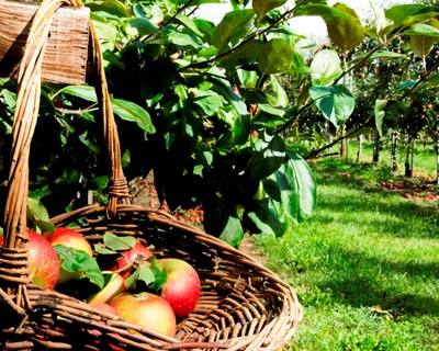 Estudo demonstra efeitos da agricultura biológica na saúde humana