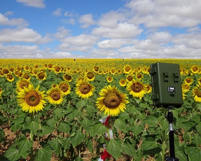 Estudo europeu propõe estratégia agroambiental para proteção dos polinizadores e melhoria da produção agrícola