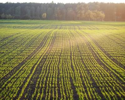 Estudo indica como reduzir aplicação de químicos na agricultura