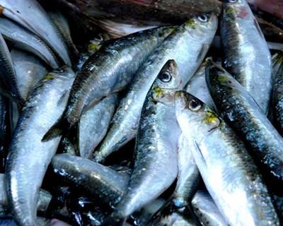 Estudo recomenda entendimento ibérico sobre sardinha