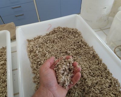 Estudo sugere que pré-tratamentos à base de fungos podem tornar a produção de pasta para papel mais sustentável