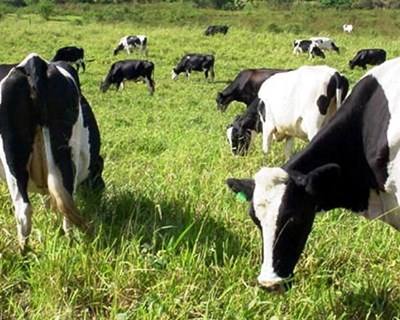 EUA reconhecem medidas da UE no combate às doenças animais