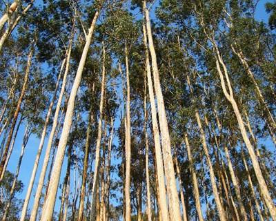 Eucaliptos atraem quase 90% dos investimentos privados na floresta