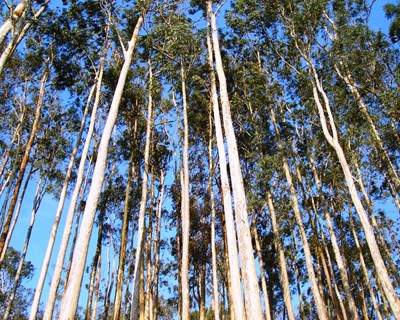 Eucaliptos provocam dramática redução da biodiversidade do território