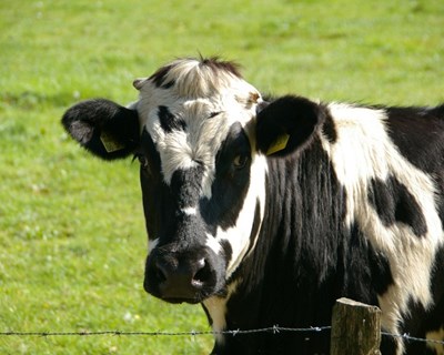 Eurodeputados aprovam Lei de Sanidade Animal da UE