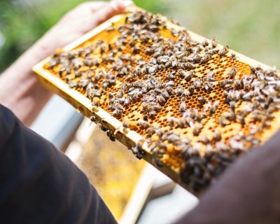 European Bee Award 2020: Projetos ‘Let it Bee’ da NFGWS e ‘StopVespa’ da Universidade de Torino distinguidos