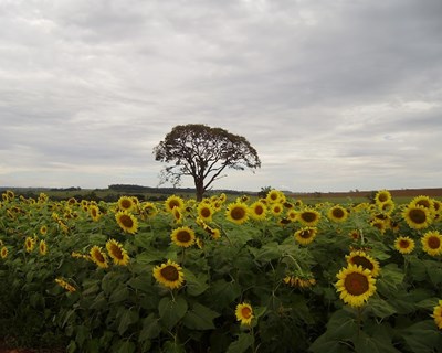 Eurostat publica estatísticas da agricultura e floresta na UE