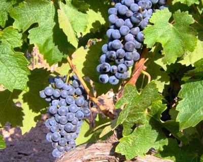 "ÉvoraWine" junta 40 produtores e 160 vinhos à prova