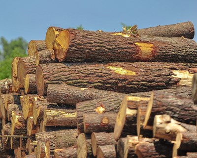 Exportações da Fileira do Pinho alcançaram 2,5 mil milhões de euros em 2023