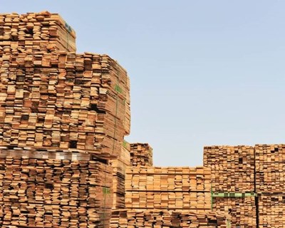 Exportações da fileira do Pinho aumentaram em 2024