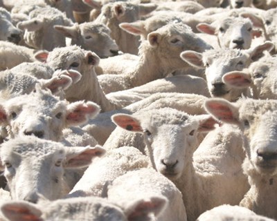Exportações de animais para Israel – Nota Informativa