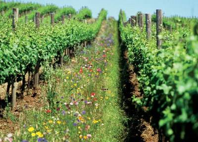 Famalicão: município aposta na agricultura biológica